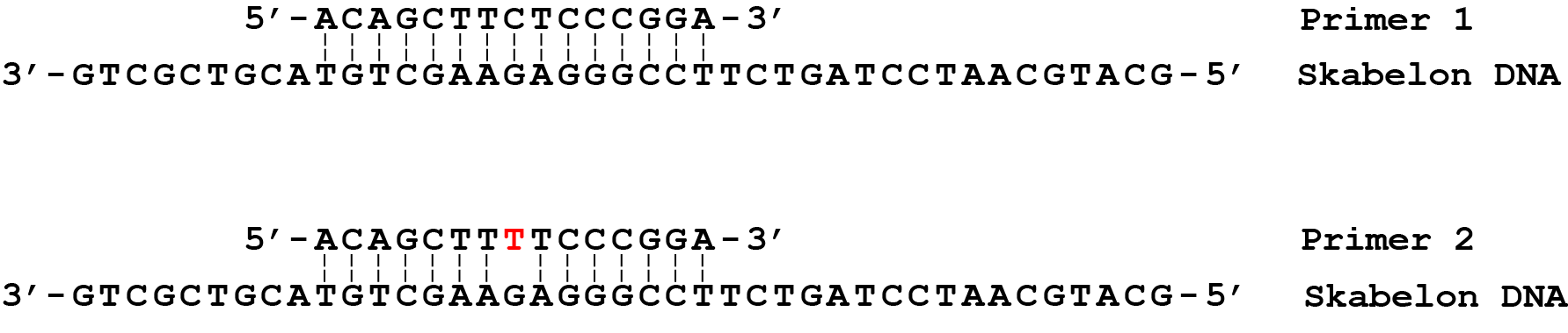 Primer 1 Skabelon DNA, Primer 2 Skabelon DNA